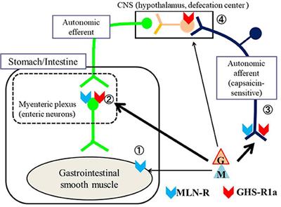 Regulation of Gastrointestinal Motility by Motilin and Ghrelin in Vertebrates